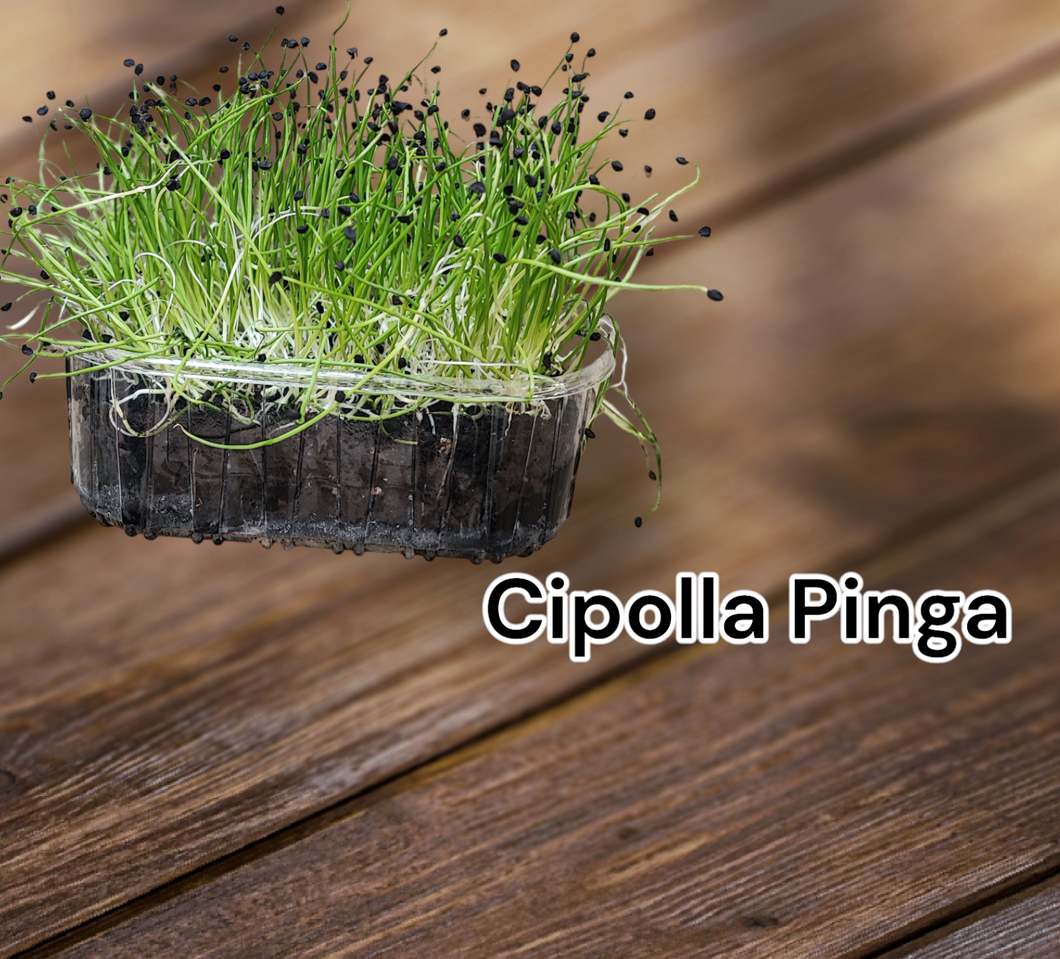 Microgreens cipolla Pinga