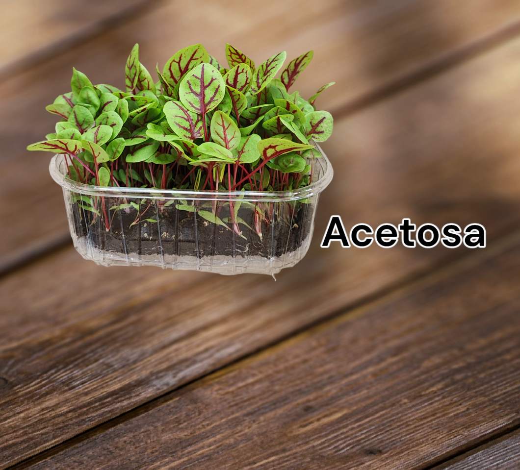 Acetosa