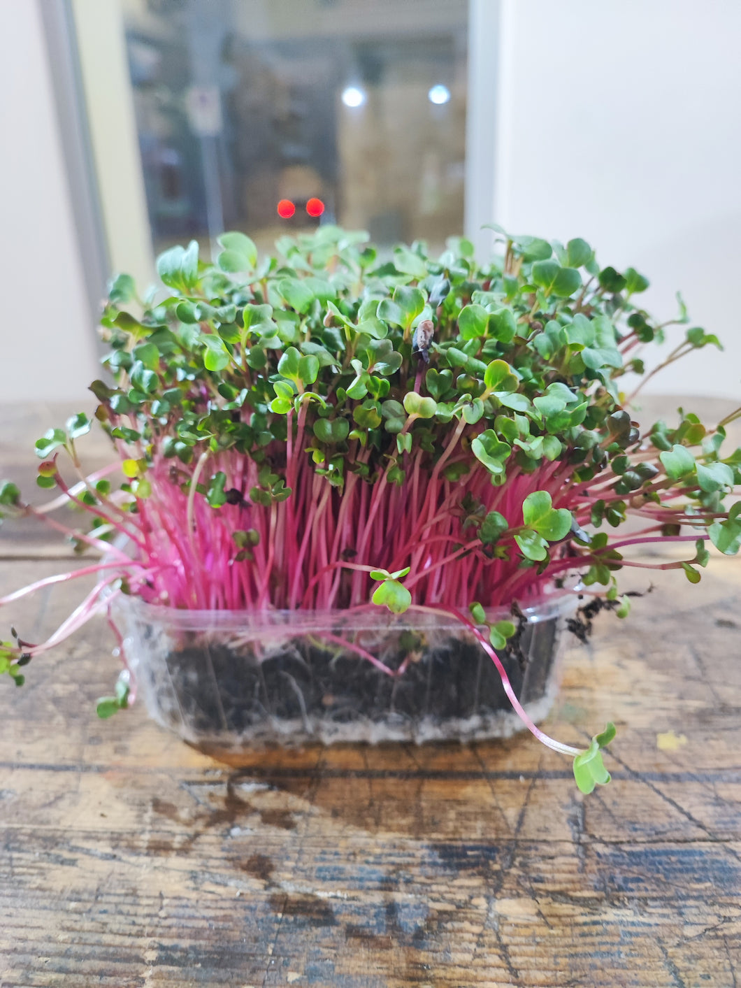 Microgreens Ravanello rosso